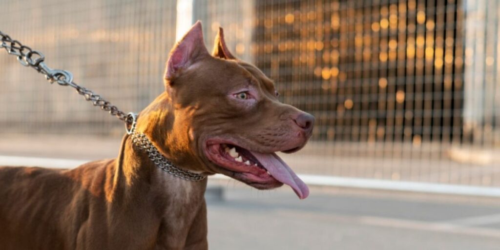 Idosa de Mato Grosso vê pitbull arrancar parte da orelha de seu cachorro, animal passa por cirurgia e Código Civil obriga tutor a pagar mais de R$ 5 mil
