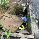 Bueiro sem tampa acumula resíduos e gera riscos no Santa Rita 7 VU foto tribuna