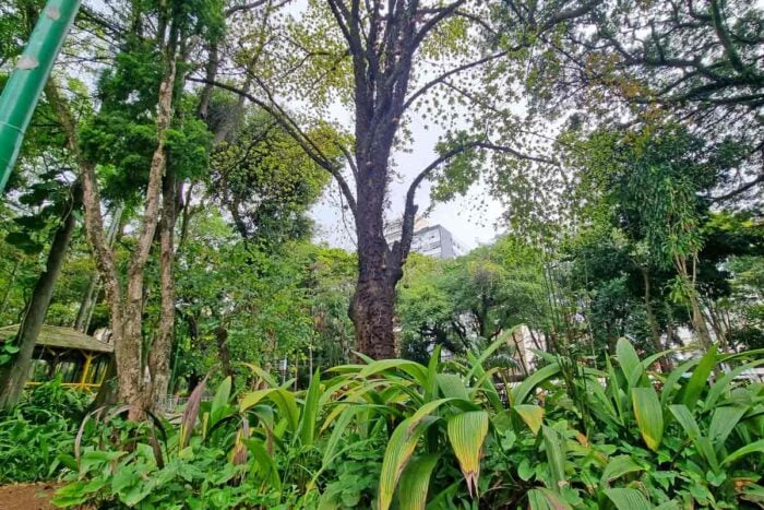 Conheça dez árvores que revelam histórias e curiosidades de Juiz de Fora