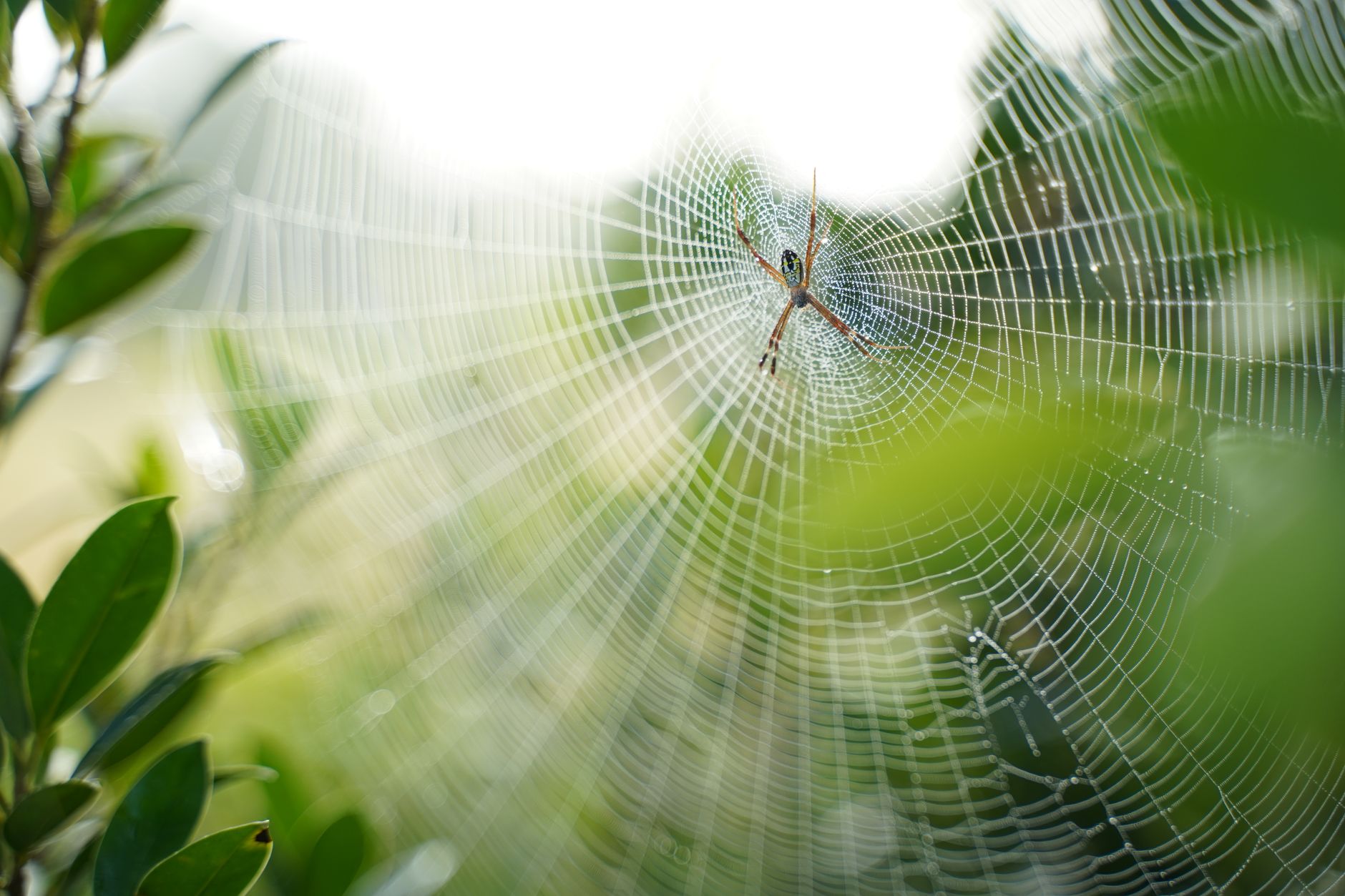 Aranhas aparecem toda hora na sua casa? Especialistas explicam o que elas podem estar procurando e qual problema maior pode estar por trás disso 1 Uma imagem detalhada de uma aranha descansando em sua bela teia, mostrando a elegância da natureza.