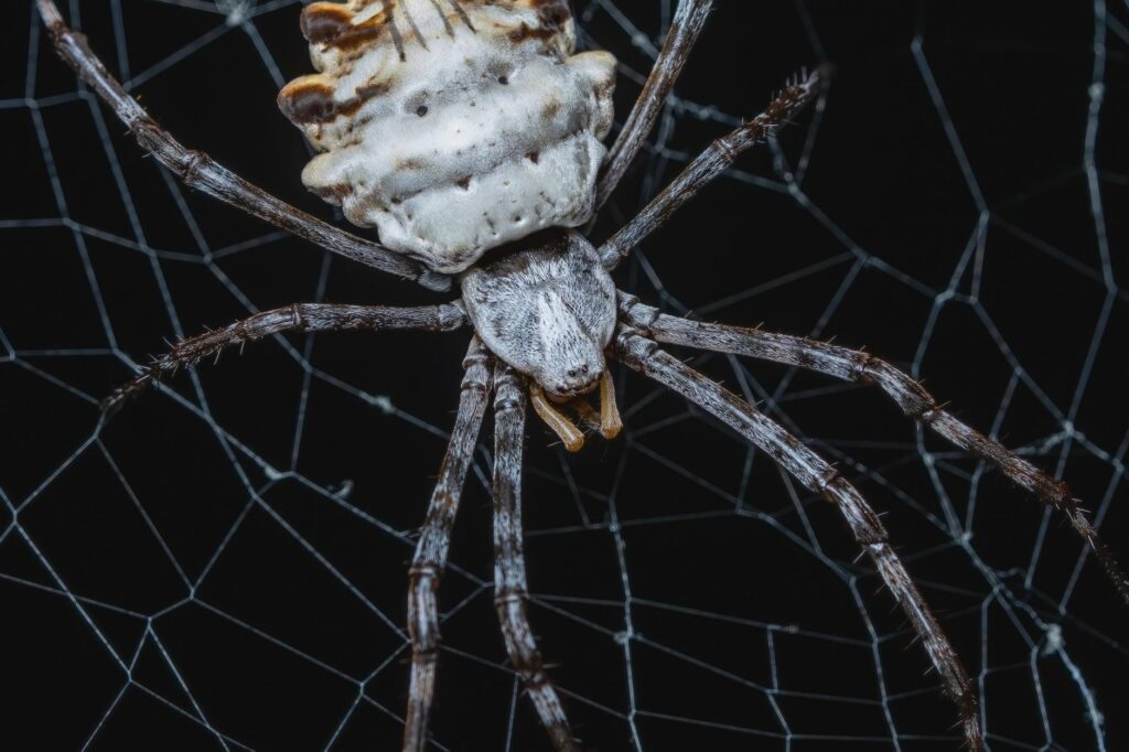 Aranhas aparecem toda hora na sua casa? Especialistas explicam o que elas podem estar procurando e qual problema maior pode estar por trás disso