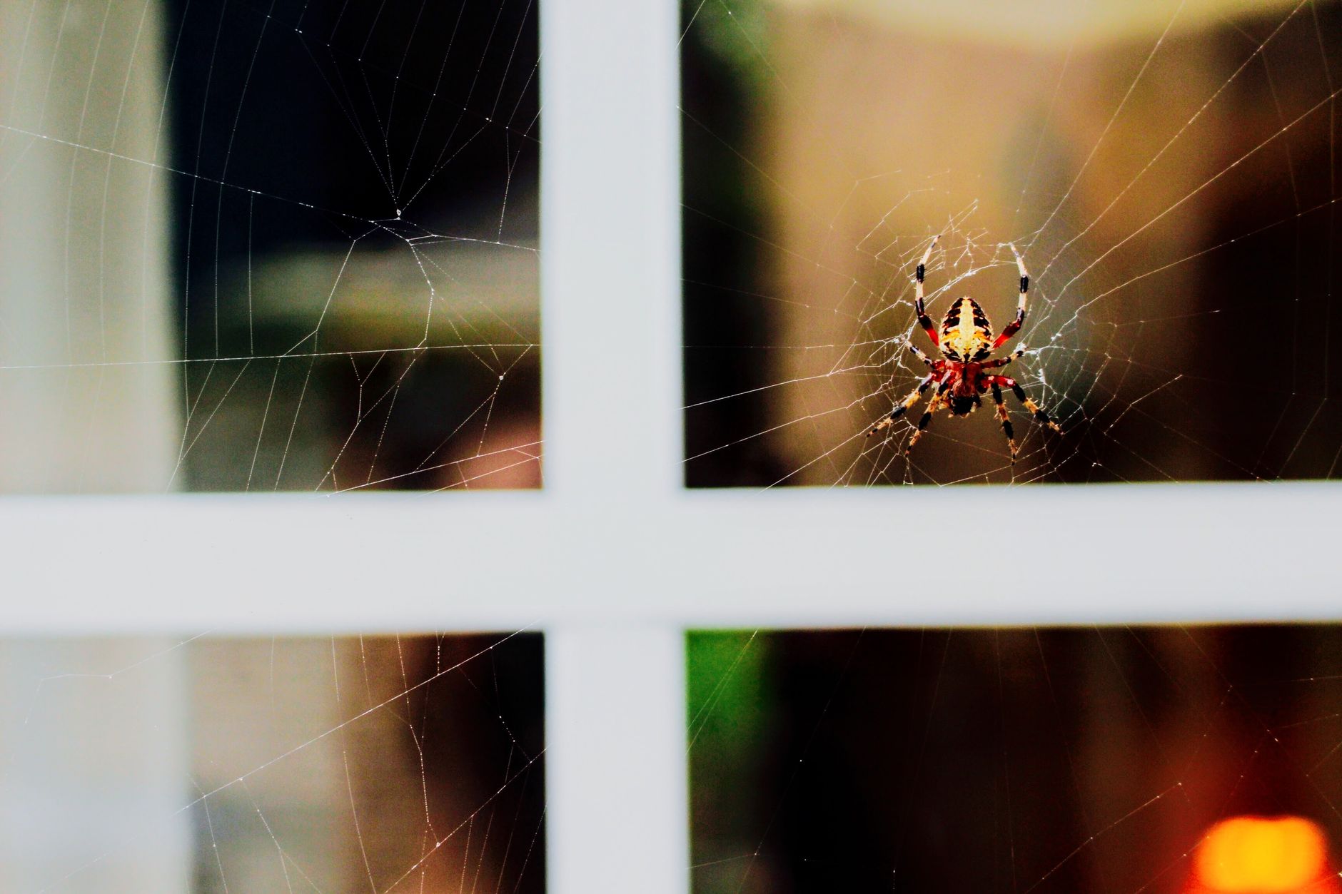 Aranhas aparecem toda hora na sua casa? Especialistas explicam o que elas podem estar procurando e qual problema maior pode estar por trás disso 2 Uma aranha tece sua teia em uma janela, capturando as delicadas intricacias da natureza.