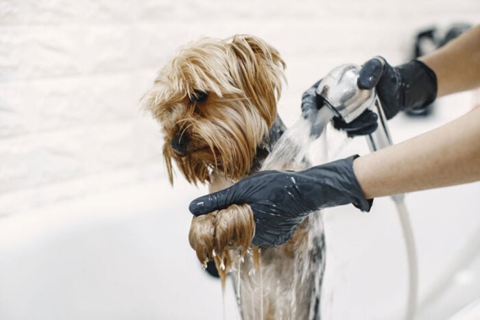 Com que frequência dar banho em cachorro? Veja o que influencia 1 Com que frequência dar banho em cachorro? Veja o que influencia