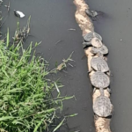 cagados no paraibuna