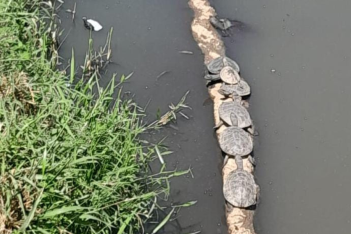Cágados são flagrados no Rio Paraibuna; saiba por que ver esses animais é mais comum nesta época 1 cagados no paraibuna