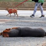 Juiz de Fora cria multa de até R$ 2 mil por maus-tratos a animais comunitários 3 Juiz de Fora cria multa de até R$ 2 mil por maus-tratos a animais comunitários
