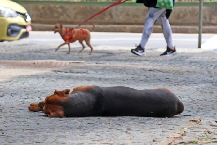 Juiz de Fora cria multa de até R$ 2 mil por maus-tratos a animais comunitários 1 Juiz de Fora cria multa de até R$ 2 mil por maus-tratos a animais comunitários