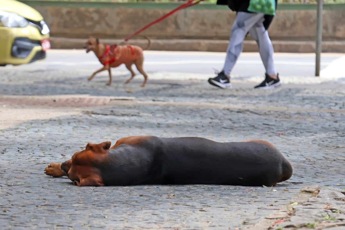 Juiz de Fora cria multa de até R$ 2 mil por maus-tratos a animais comunitários