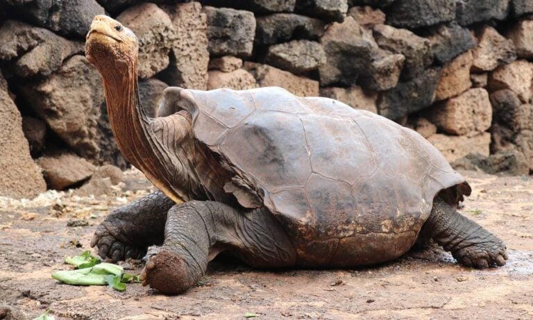 Piratas fizeram tartarugas gigantes desaparecer de uma ilha, mas 158 descendentes retornam 150 anos depois