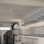 Fiscalização identifica 65 pássaros extraviados e gera mais de R$ 420 mil em multas na Zona da Mata 3 Fiscalização identifica 65 pássaros extraviados e gera mais de R$ 420 mil em multas na Zona da Mata