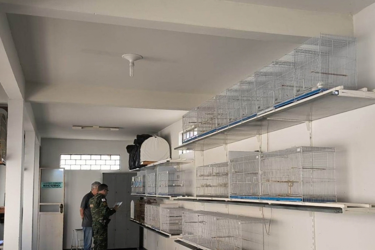 Fiscalização identifica 65 pássaros extraviados e gera mais de R$ 420 mil em multas na Zona da Mata