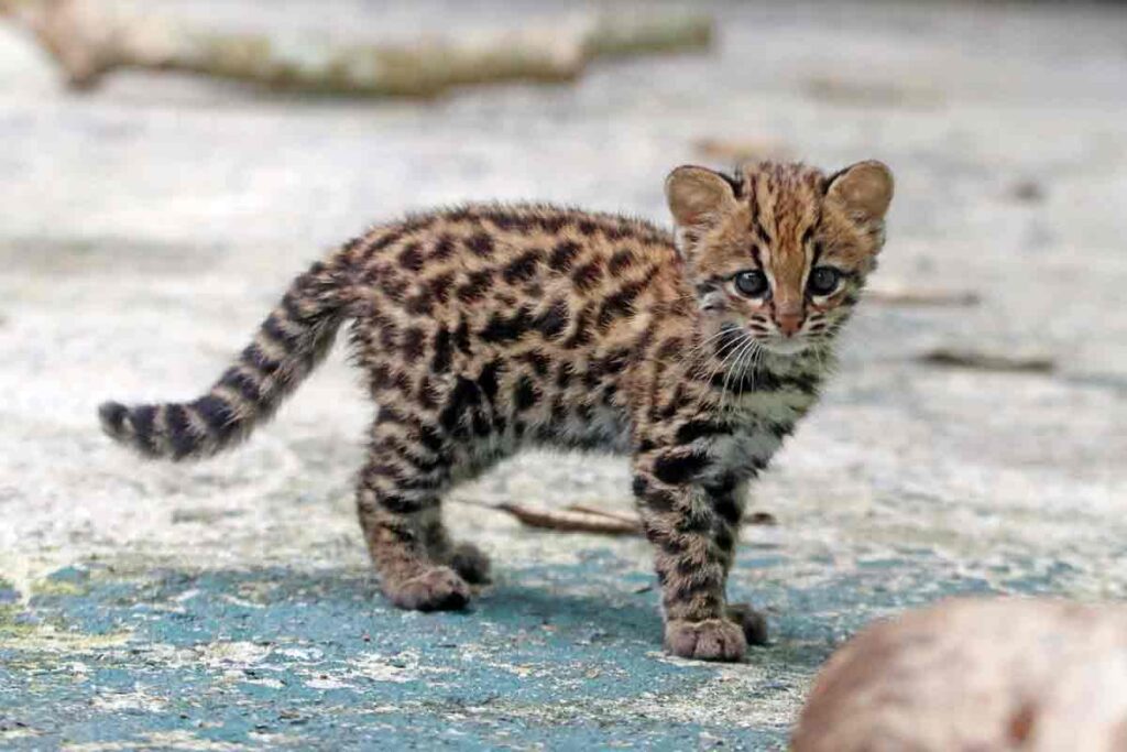 Cetras de Juiz de Fora já devolveu quase 900 animais silvestres à natureza em 2026; saiba o que fazer ao encontrar um 5 Cetras