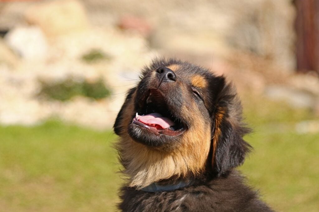 Cães conseguem separar palavras mesmo quando humanos falam sem pausas, revela estudo que comparou a atividade cerebral de 20 cachorros e 20 pessoas