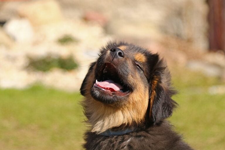 Cães conseguem separar palavras mesmo quando humanos falam sem pausas, revela estudo que comparou a atividade cerebral de 20 cachorros e 20 pessoas