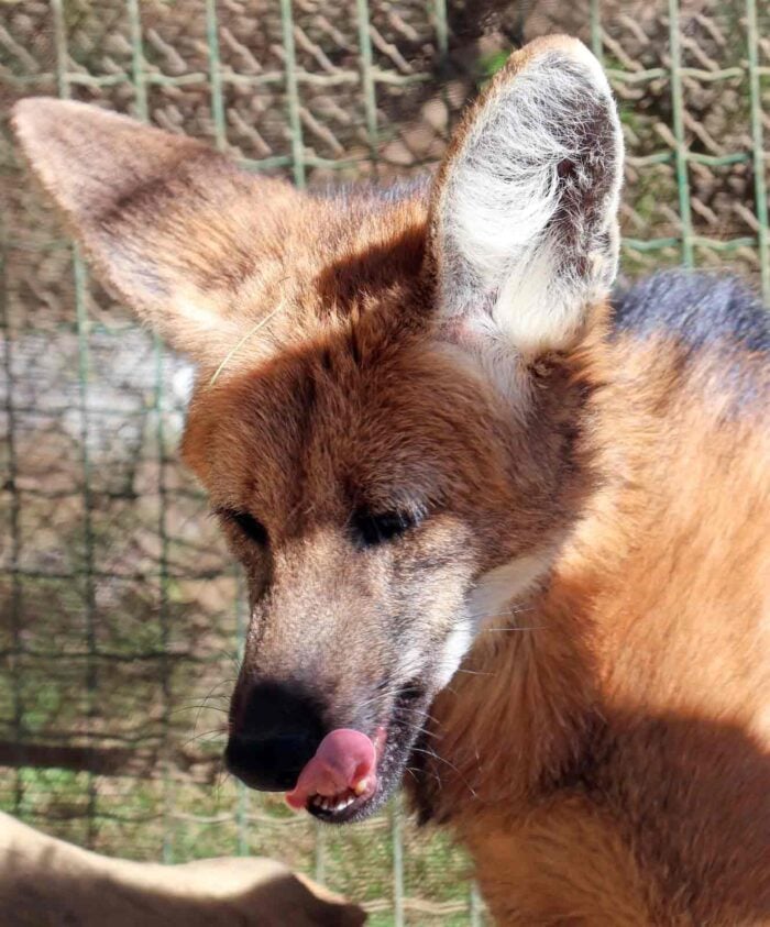 Cetras de Juiz de Fora já devolveu quase 900 animais silvestres à natureza em 2026; saiba o que fazer ao encontrar um 2 Cetras