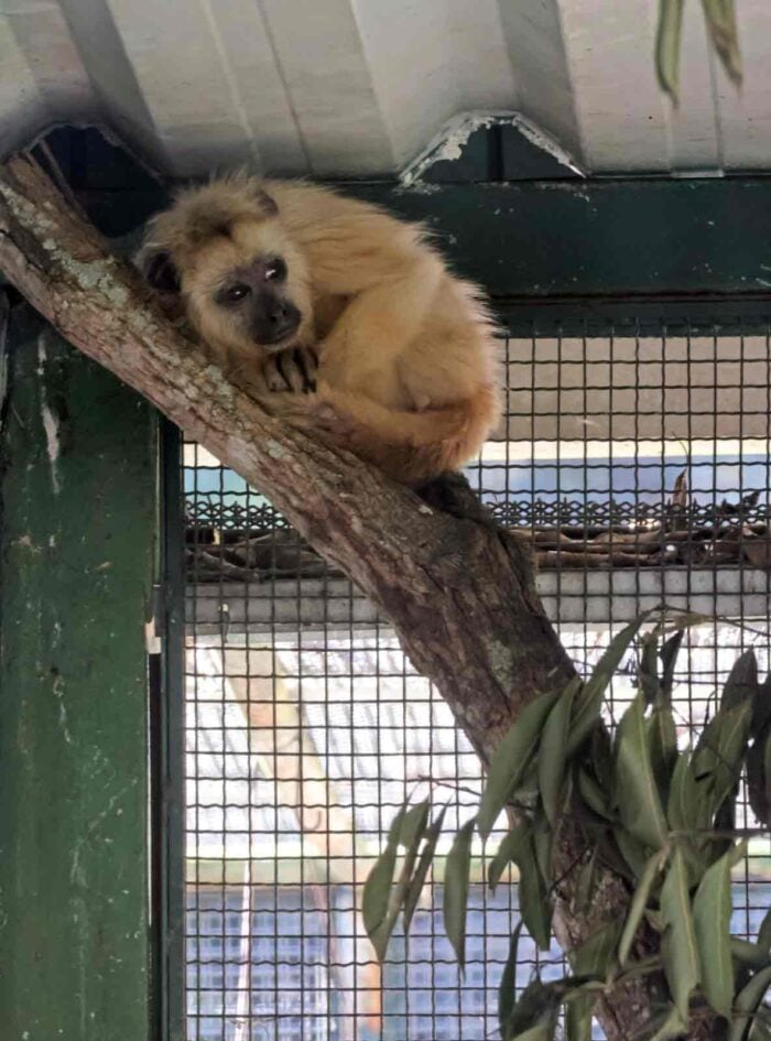 Cetras de Juiz de Fora já devolveu quase 900 animais silvestres à natureza em 2026; saiba o que fazer ao encontrar um 3 macaco leo costa
