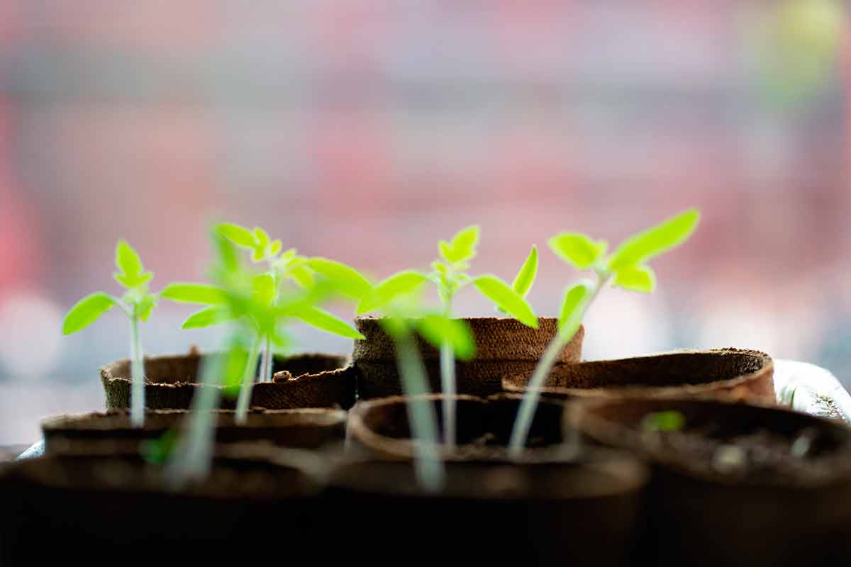 Dia da Árvore terá distribuição gratuita de mudas e adubo produzido com resíduos em Juiz de Fora