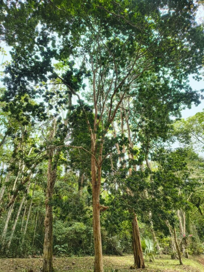 Lista nacional de espécies ameaçadas é atualizada e inclui plantas da Zona da Mata; veja quais 2 pau brasil jardim botanico 1