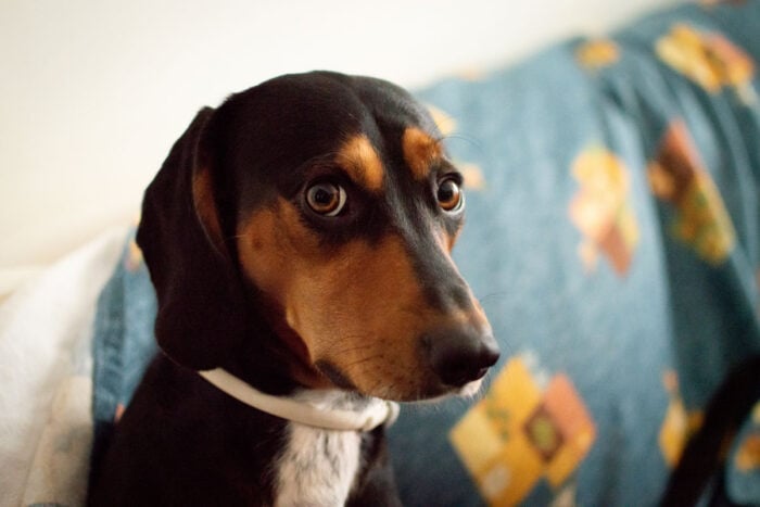 Pet ansioso? Veja 6 cuidados que podem ajudar cães e gatos