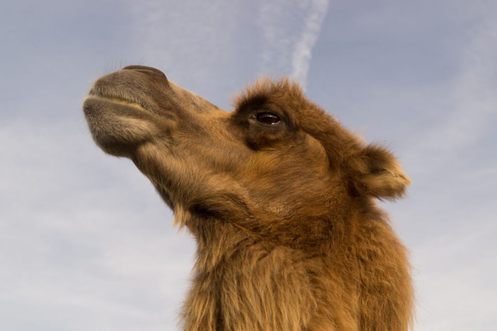 Mercado de camelos chega ao celular: aplicativo reúne 15 mil usuários e anuncia 3,3 mil animais pela internet