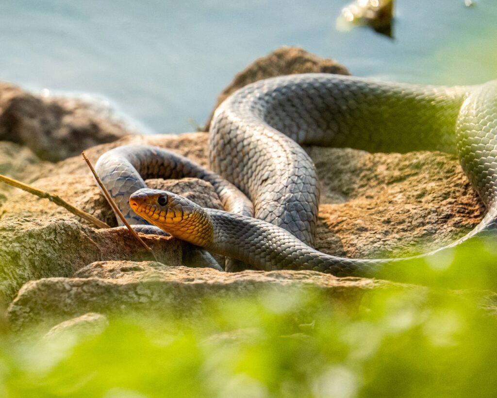 Cientistas examinam mais de 800 cobras e descobrem por que elas nascem enroladas para o mesmo lado