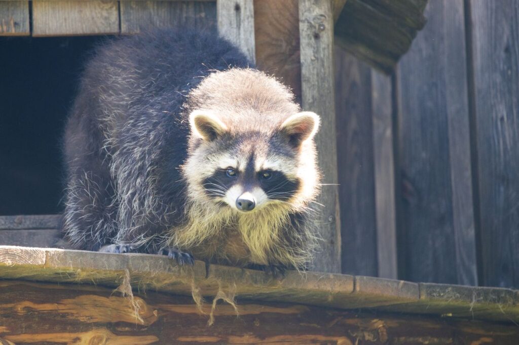Pesquisadores viram um guaxinim pegar papel do lixo, molhá-lo na água e transformá-lo em uma pequena bola para brincar; depois, outro animal pareceu aprender a fazer o mesmo observando a técnica