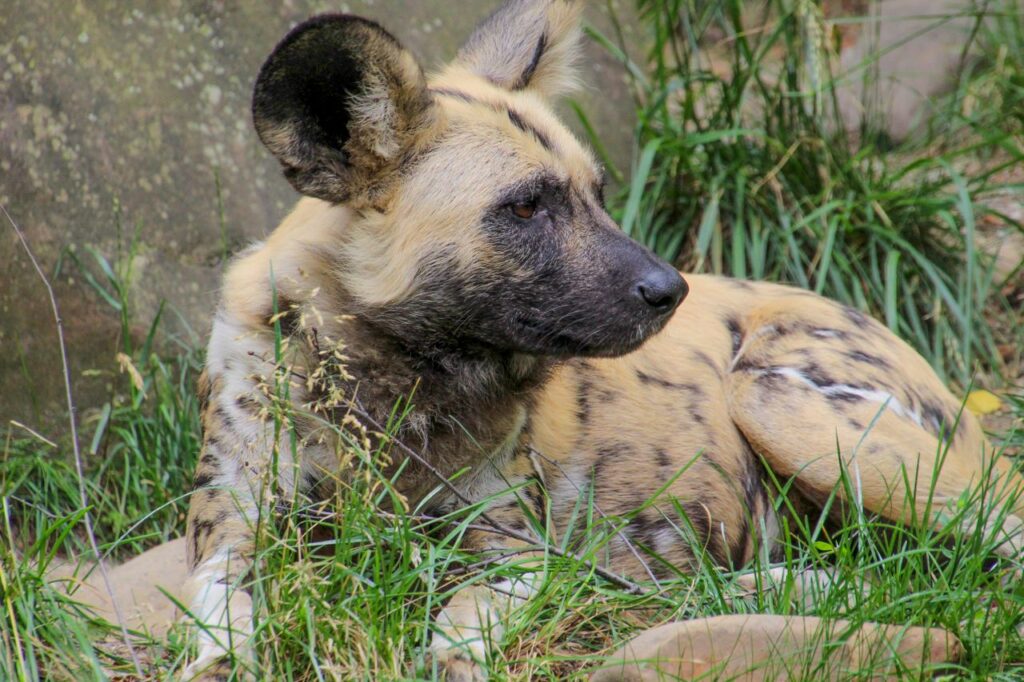 Três cães selvagens atravessam 4.126 quilômetros atrás de um novo lar e fazem a maior viagem de um mamífero terrestre africano já registrada