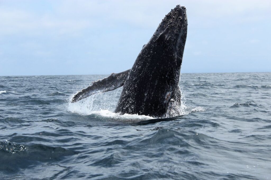 Baleia toca o rosto do filhote morto, deita ao lado dele e permanece por dias na mesma área; cientistas veem sinais de luto