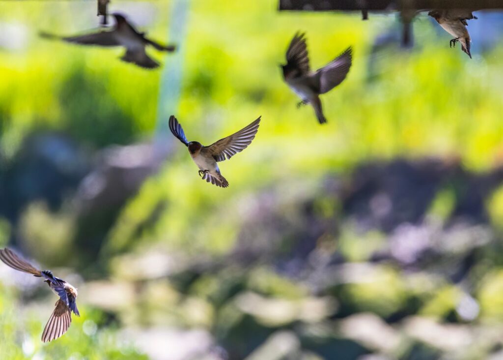 Pesquisadores analisaram o canto de 123 espécies de aves e descobriram que duas brasileiras estão entre as que conseguem produzir os sons mais altos do planeta