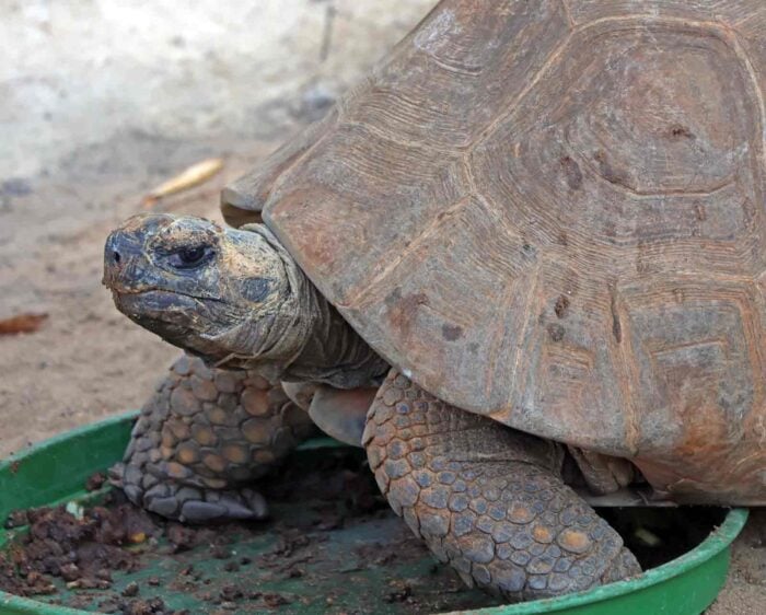 Cetras de Juiz de Fora já devolveu quase 900 animais silvestres à natureza em 2026; saiba o que fazer ao encontrar um 1 tartaruga leonardo costa