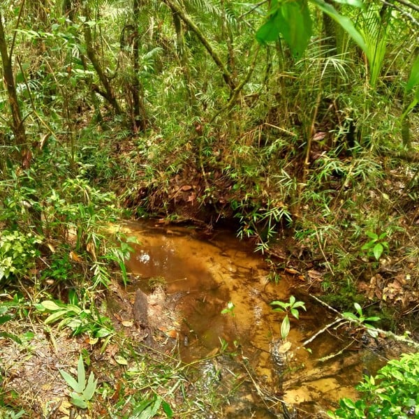 Cientistas brasileiros encontram animal raro na Mata Atlântica que acreditavam estar extinto
