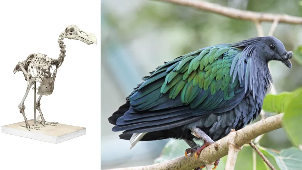 Ave desapareceu há mais de 360 anos após a chegada de humanos a uma ilha africana, mas uma empresa avaliada em US$ 10 bilhões quer mudar essa história com inteligência artificial e trazer o animal de volta a vida
