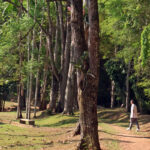 Jardim Botanico Leonardo Costa 1