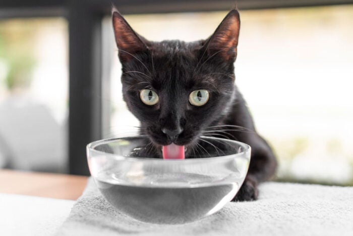 Diabetes em gatos: quatro sinais de alerta que os tutores precisam conhecer