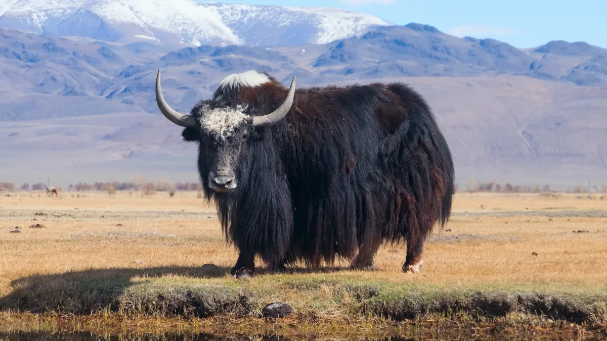 Cientistas descobrem animal desconhecido que viveu há 250 mil anos em caverna ligada a antigos humanos: análise de DNA revelou uma espécie que a ciência ainda não conhecia 1 cientistas descobrem animal desconhecido que viveu ha 2