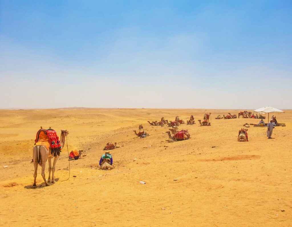 Cientistas exploravam uma região hoje coberta pelo deserto do Egito quando encontraram dentes de sete espécies de tubarões que viveram ali há mais de 66 milhões de anos, revelando que o local já foi um mar
