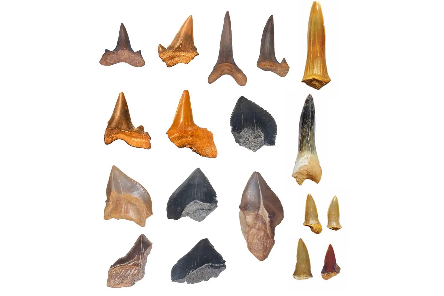 Cientistas exploravam uma região hoje coberta pelo deserto do Egito quando encontraram dentes de sete espécies de tubarões que viveram ali há mais de 66 milhões de anos, revelando que o local já foi um mar 1 cientistas exploravam uma regiao hoje coberta pelo dese