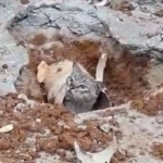 Gato fica preso em tubulação no bairro Santa Cruz, em Juiz de Fora 8 fotos 1 8