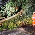 Árvore cai no Centro de Juiz de Fora e deixa trânsito em meia pista na Rua Espírito Santo 6 fotos 2026 10 07T095207.859