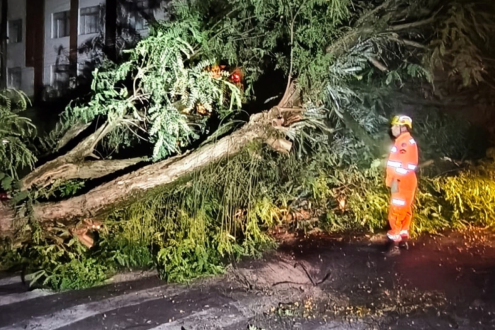 Árvore cai no Centro de Juiz de Fora e deixa trânsito em meia pista na Rua Espírito Santo 1 fotos 2026 10 07T095207.859