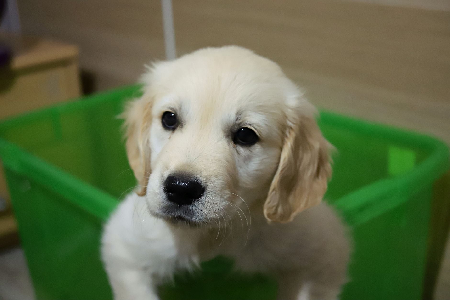 Funcionária pede licença para cuidar de um novo integrante da família, mas caso inusitado gera debate 2 Fofo filhote de golden retriever sentado em uma cesta verde dentro de casa.