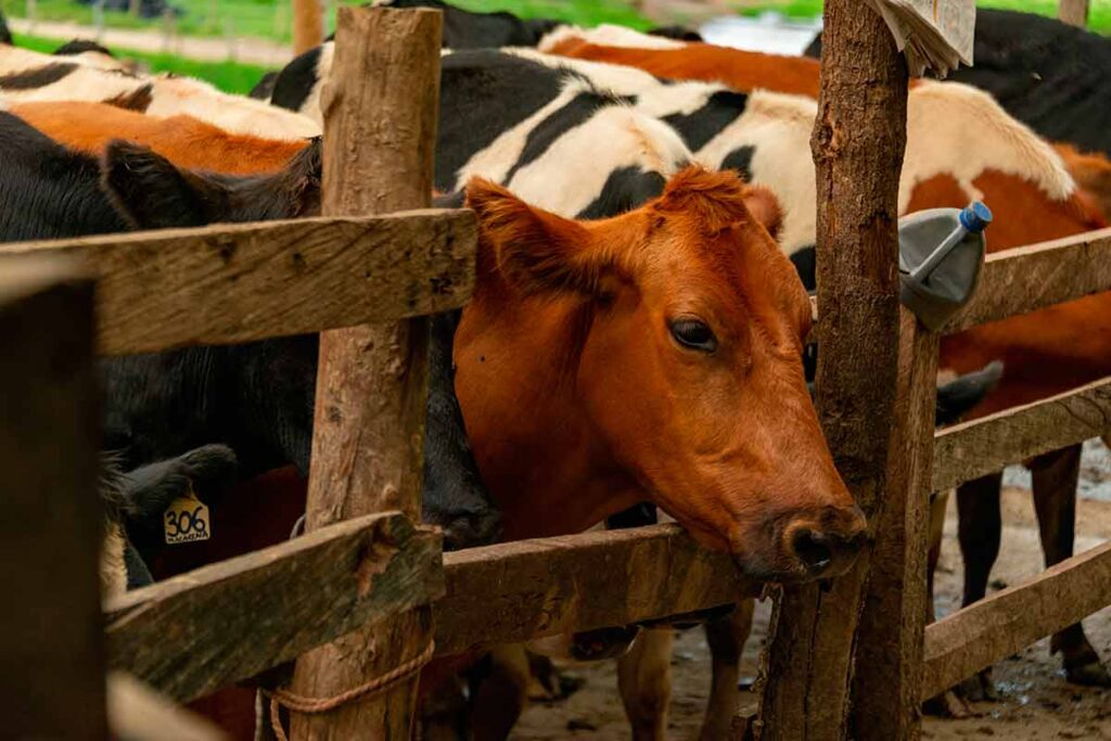 Quantos bois existem para cada brasileiro? IBGE revela proporção 1 gado pecuaria pexels