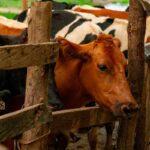 Quantos bois existem para cada brasileiro? IBGE revela proporção 19 gado pecuaria pexels