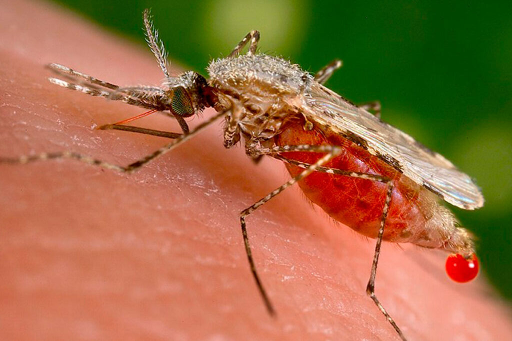 mosquito malaria foto jornal da usp reproducao