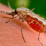 mosquito malaria foto jornal da usp reproducao