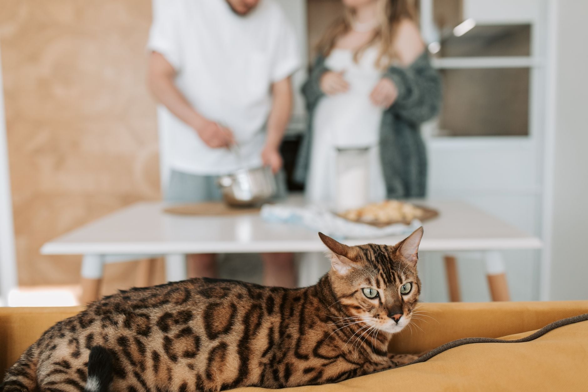 Novo estudo analisou pessoas de 93 países diferentes e confirmou uma descoberta curiosa: quem tem algum desses bichos em casa tende a ser mais feliz 1 Close-up de um gato Bengal em um sofá com um fundo desfocado mostrando um casal cozinhando.
