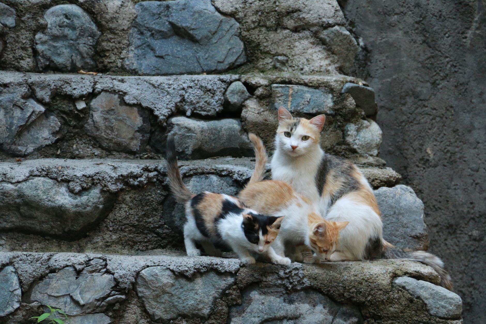 Novo estudo analisou pessoas de 93 países diferentes e confirmou uma descoberta curiosa: quem tem algum desses bichos em casa tende a ser mais feliz 2 Três gatos descansam e exploram degraus de pedra rústicos, demonstrando curiosidade e tranquilidade.