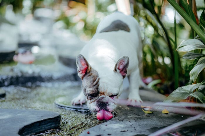 Pets podem beber água de coco? Veja 5 opções para os dias quentes